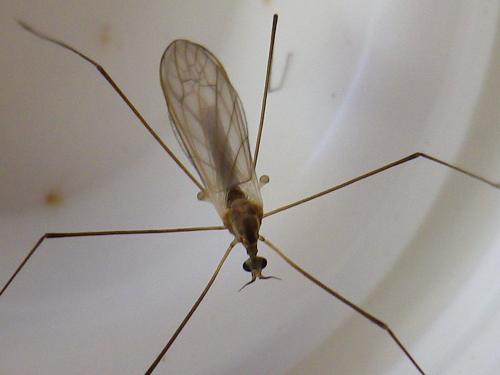 Antocha vitripennis